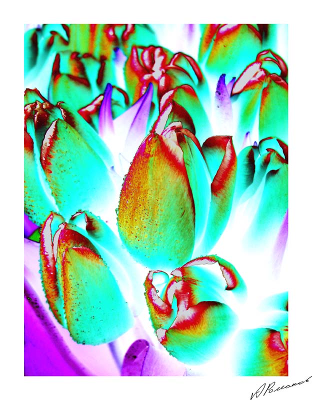 фото "Тюльпановые грезы" метки: природа, цветы