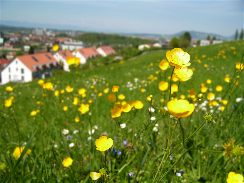 photo "Spring midday" tags: landscape, 