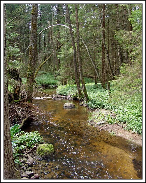 photo "Wood spring rivulet" tags: landscape, forest, spring
