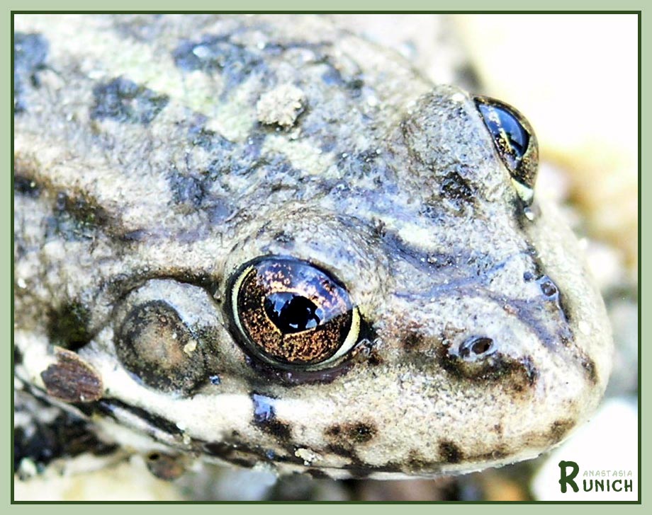 photo "lovely frog' face :)" tags: macro and close-up, nature, 