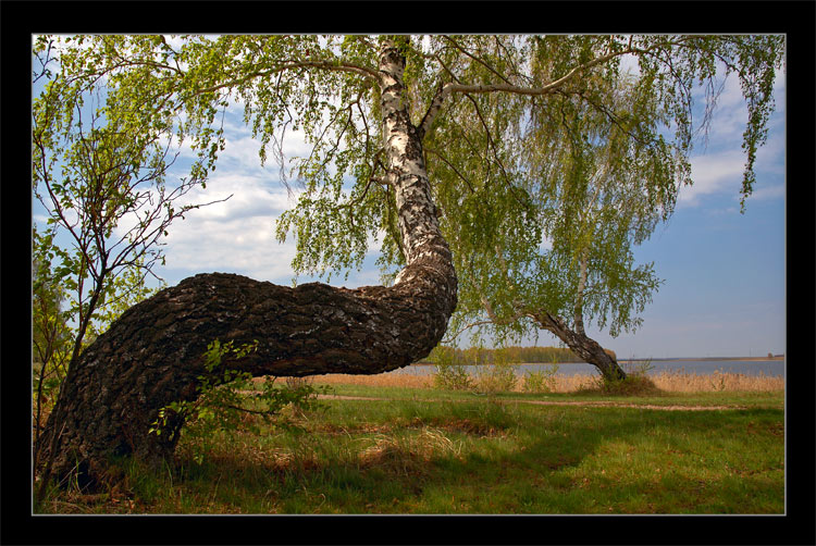 фото "Березы, озеро вдали..." метки: разное, пейзаж, весна