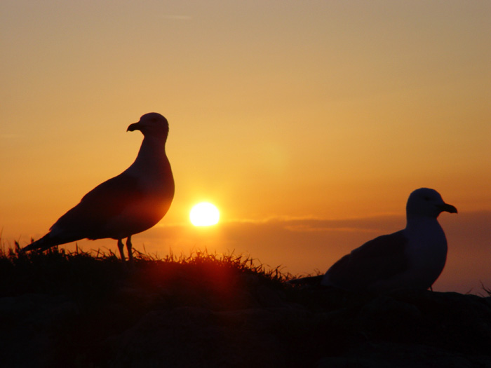 photo "Waiting" tags: landscape, sunset