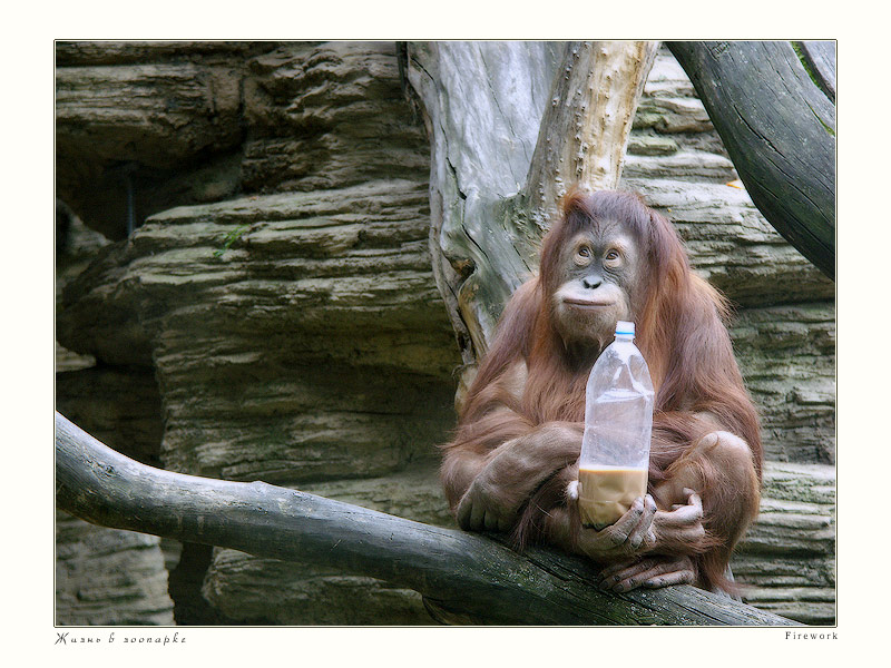 photo "Life in Zoo" tags: nature, wild animals