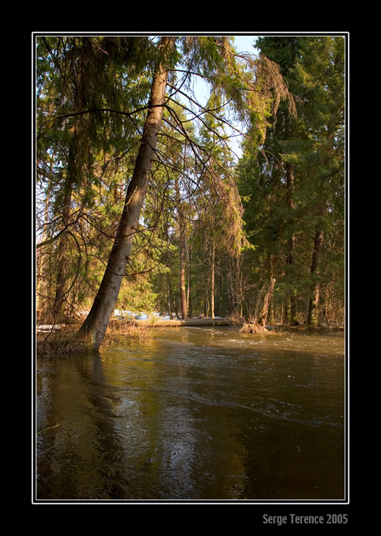 photo "sunny forest" tags: landscape, forest, winter