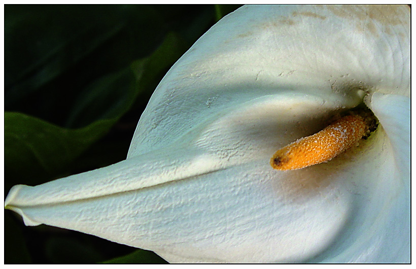 photo "Dolphin head" tags: nature, macro and close-up, flowers