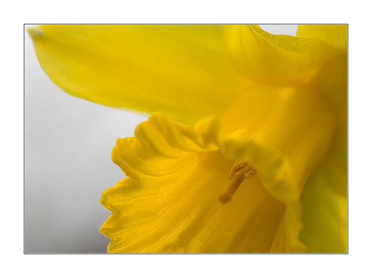 photo "The groom of a daisy" tags: nature, macro and close-up, flowers