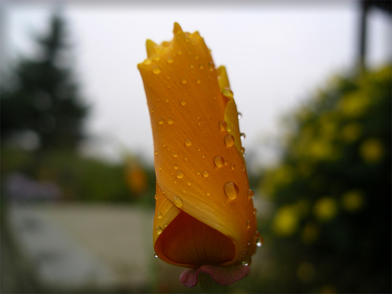 photo "flower" tags: nature, flowers