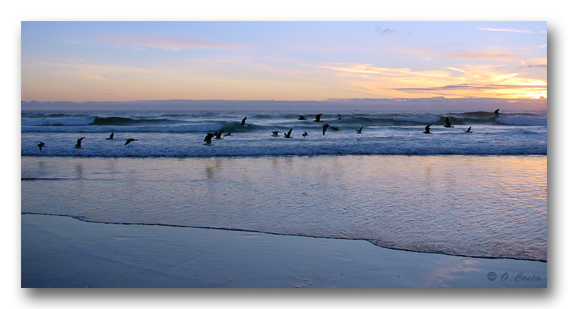 photo "Group of Seagulls" tags: landscape, nature, water, wild animals