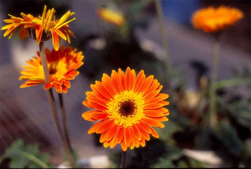 photo "the flower" tags: nature, travel, Asia, flowers