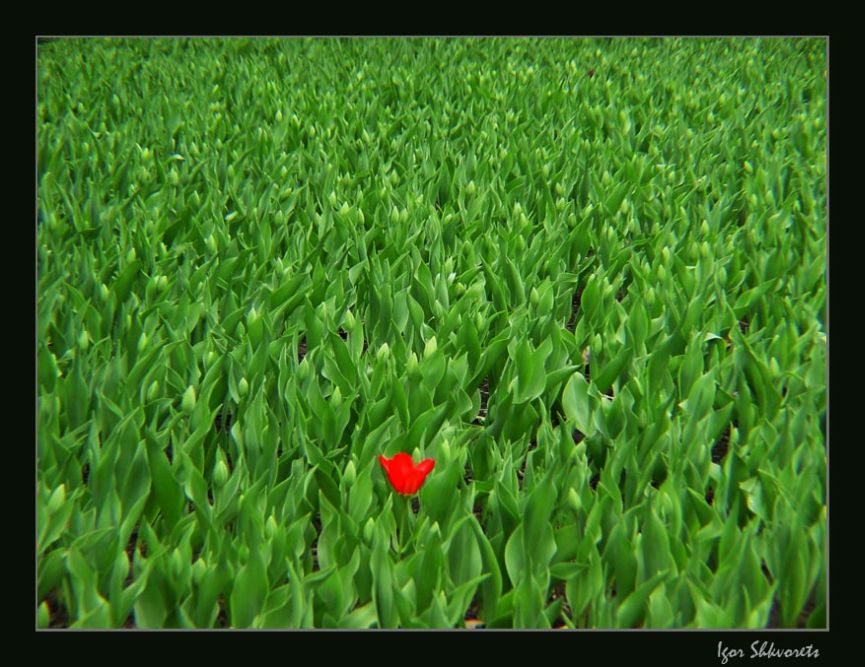 photo "The first" tags: nature, flowers