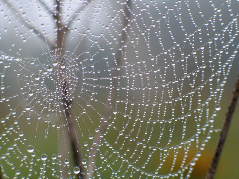 photo "web" tags: nature, macro and close-up, flowers