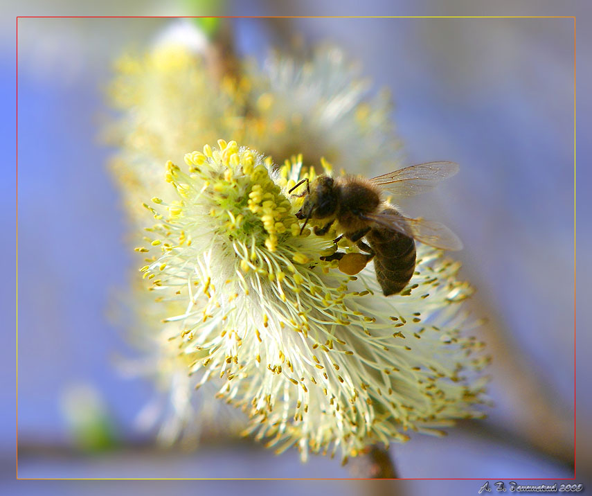 photo "The fan of work:)" tags: nature, macro and close-up, insect