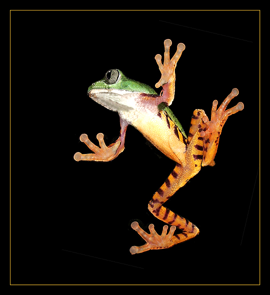 photo "Behind glass" tags: macro and close-up, nature, wild animals
