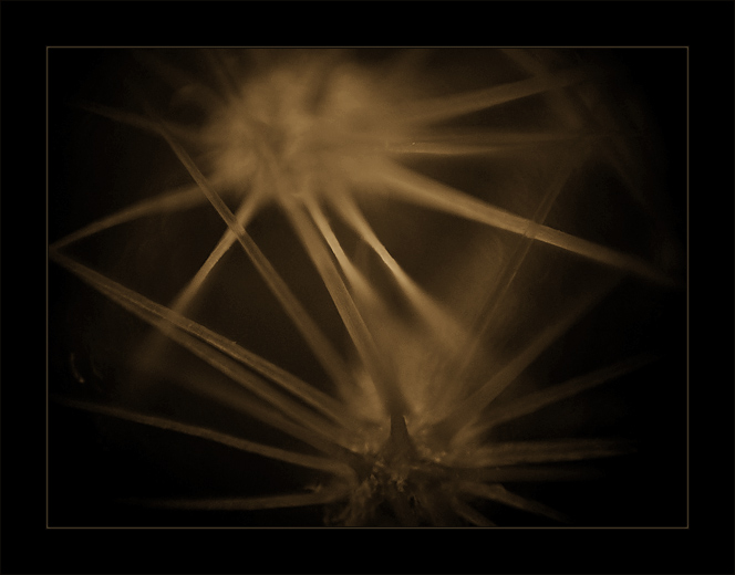 photo "Planet the CaCtus. (Fight)" tags: macro and close-up, nature, flowers
