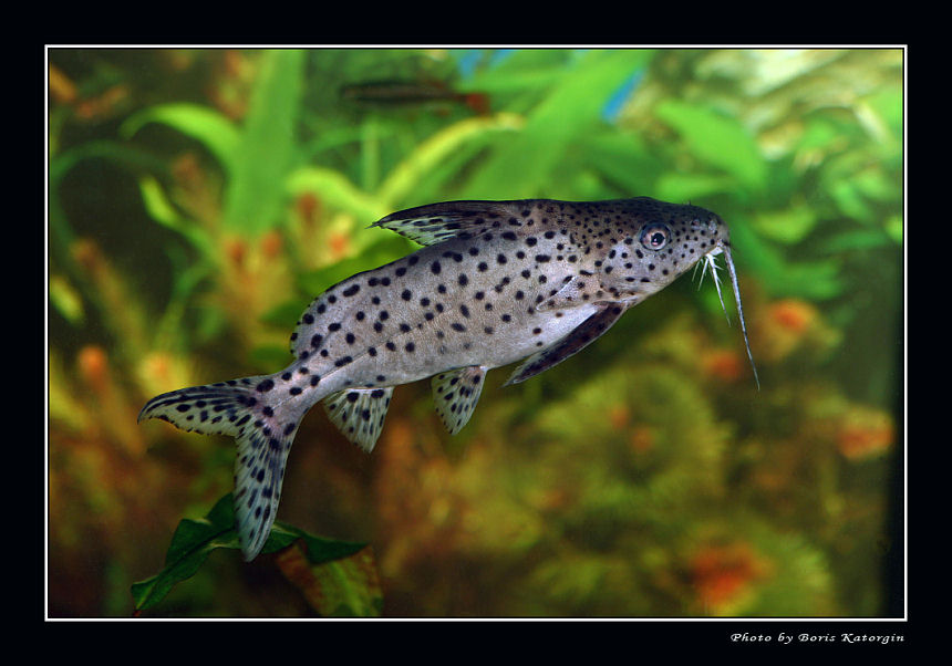 photo "Synodontis" tags: macro and close-up, nature, pets/farm animals