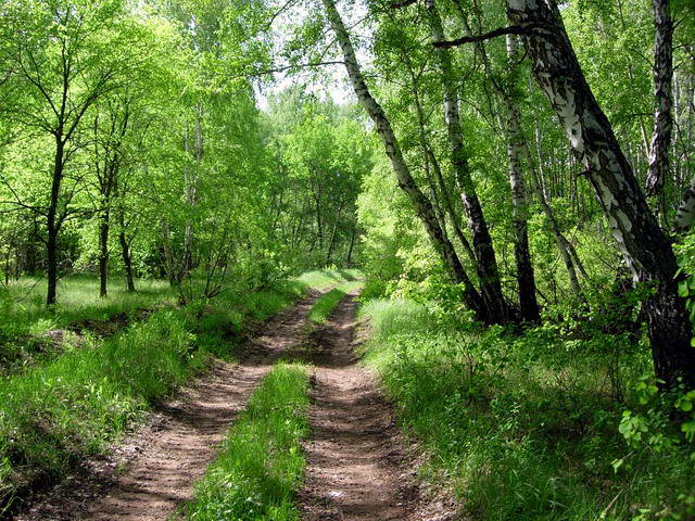 photo "Long way" tags: misc., landscape, forest