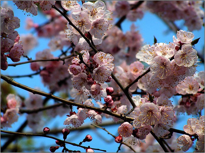 photo "Japanese Style Spring" tags: nature, flowers