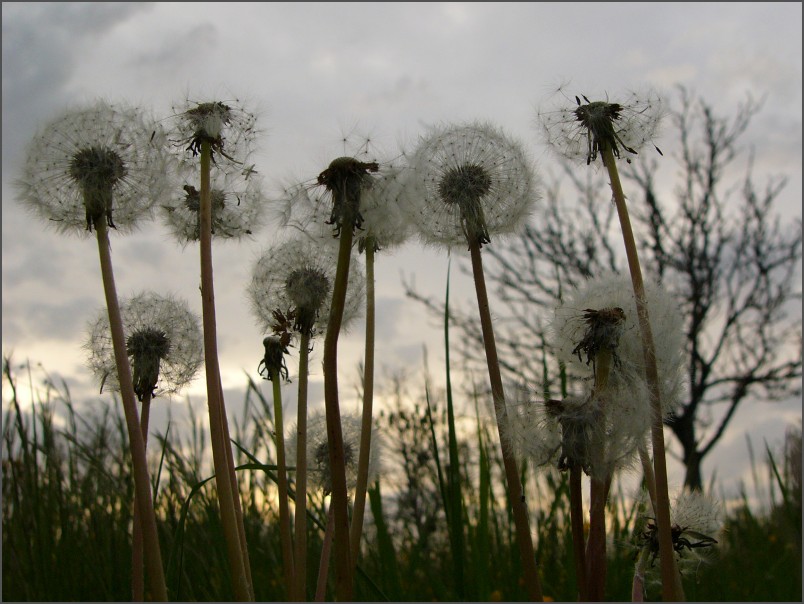 photo "Dusk dandelions" tags: nature, landscape, flowers, summer