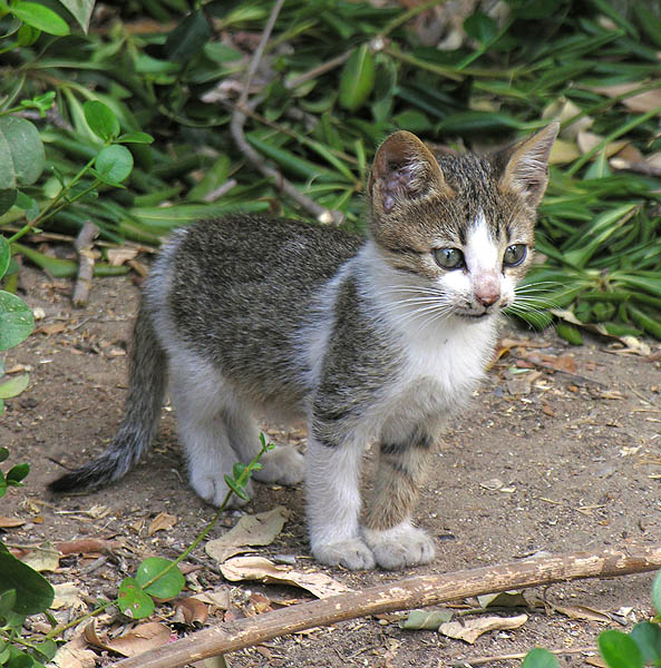 photo "Cat" tags: nature, wild animals