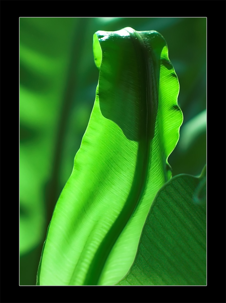 photo "Green" tags: nature, macro and close-up, flowers