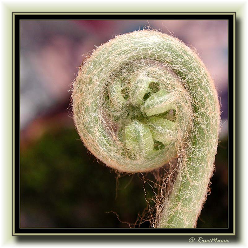 photo "fern" tags: macro and close-up, nature, flowers