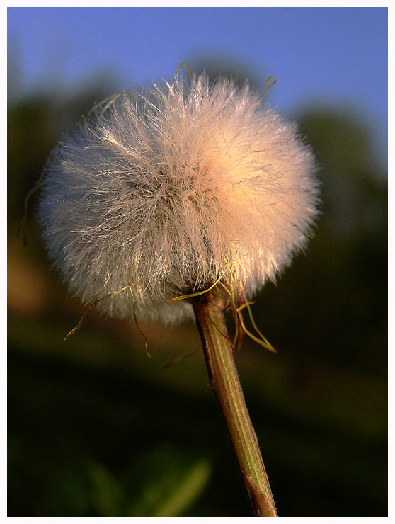 photo "Dandelion" tags: macro and close-up, nature, flowers