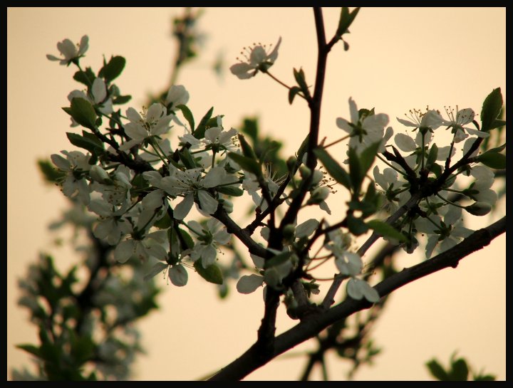 photo "the spring is already in air" tags: nature, landscape, flowers, spring