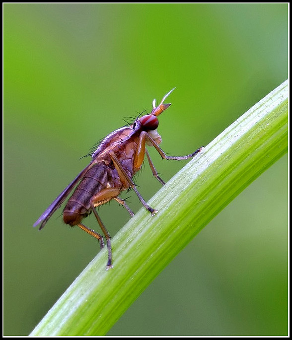 photo "Insekt" tags: macro and close-up, 