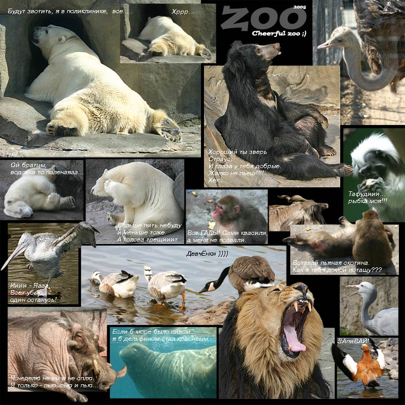 photo "Cheerful zoo )))" tags: humor, 