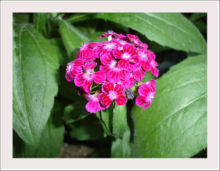 photo "Hands to not touch..." tags: nature, flowers