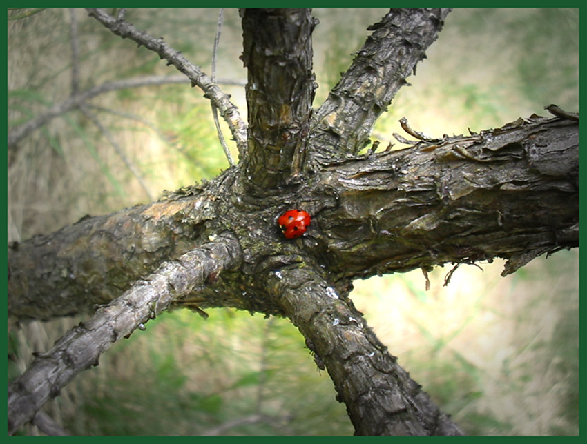 photo "Ladybird" tags: nature, insect