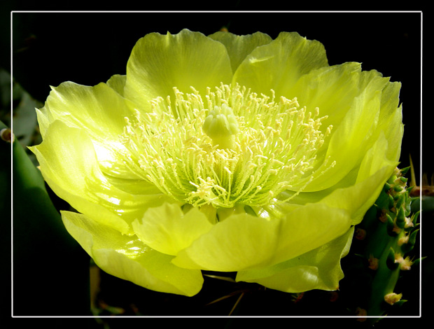 photo "Cactus flower" tags: nature, flowers