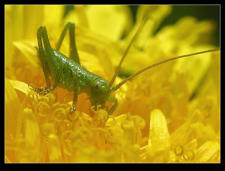 photo "~Little grasshopper~" tags: macro and close-up, nature, insect