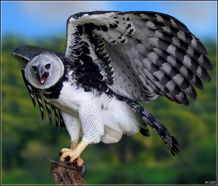 photo "Harpy Eagle" tags: nature, wild animals