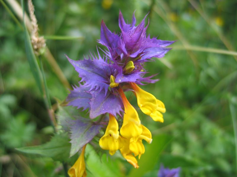 photo "Flower" tags: nature, macro and close-up, flowers