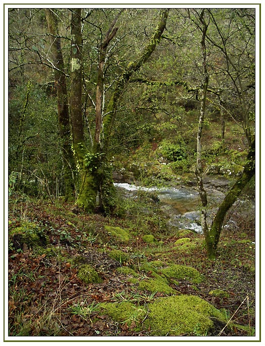 photo "Where the elves dance" tags: landscape, forest