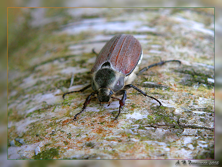 photo "Now I shall butt!!!-)" tags: nature, macro and close-up, insect