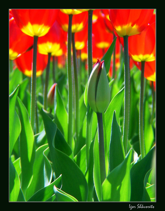 фото "Последний" метки: природа, цветы