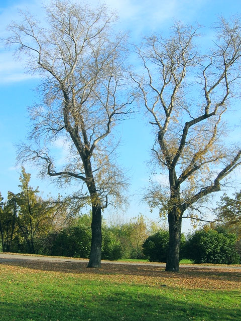 photo "Walking on Kolomenskoye" tags: landscape, 