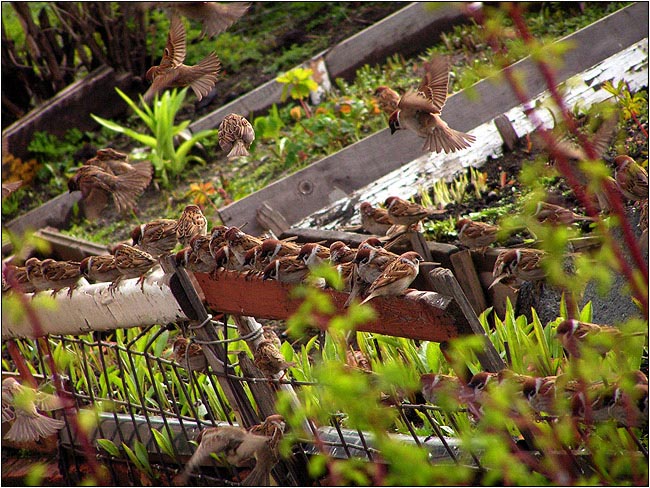 фото "Bird's Spring Session" метки: природа, дикие животные
