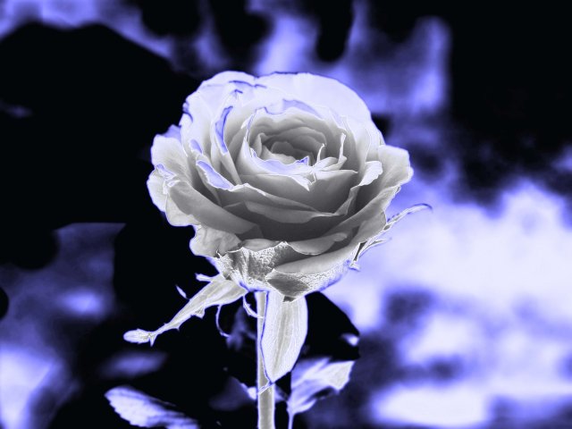 photo "Snow rose" tags: nature, montage, flowers