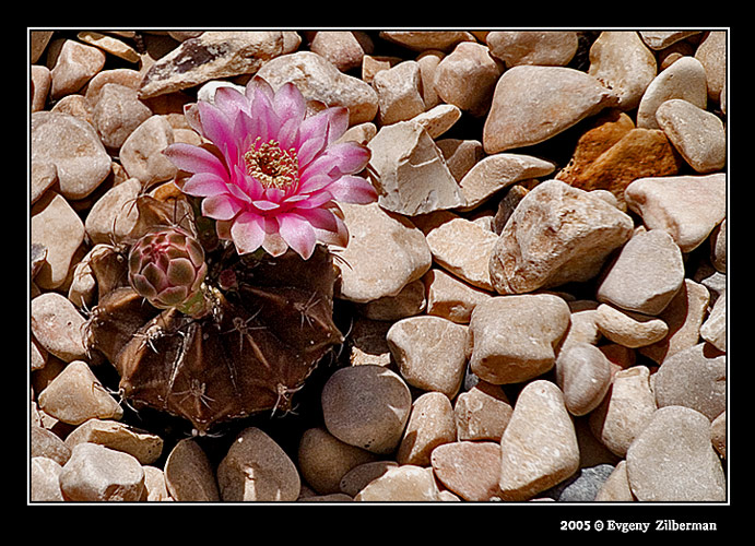 фото "Pink beauty" метки: природа, макро и крупный план, цветы