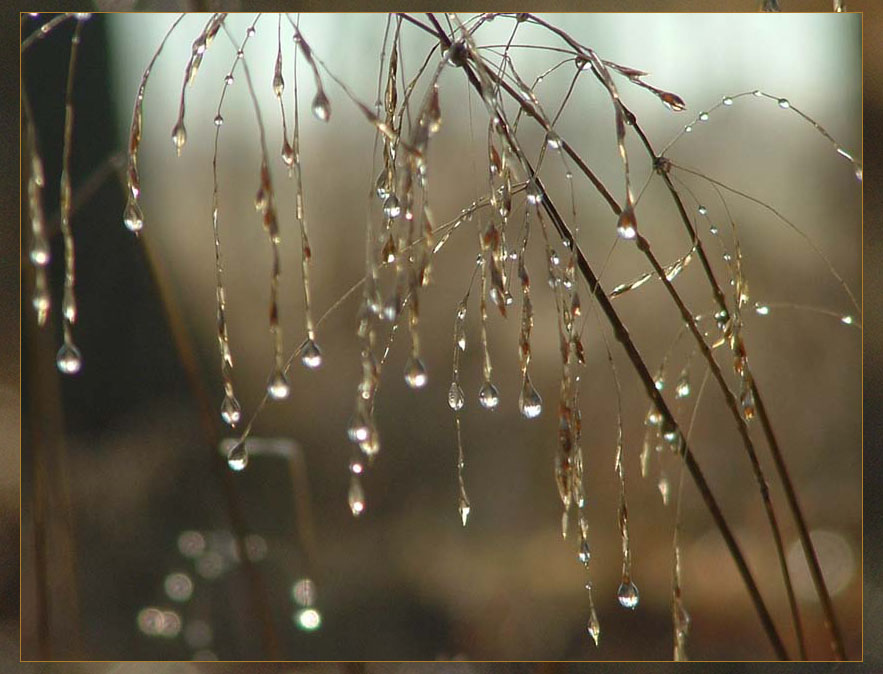 фото "Morning drops" метки: макро и крупный план, природа, цветы