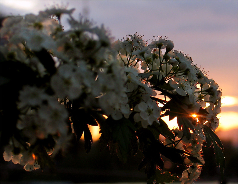 фото "Весенний закат." метки: пейзаж, весна, закат