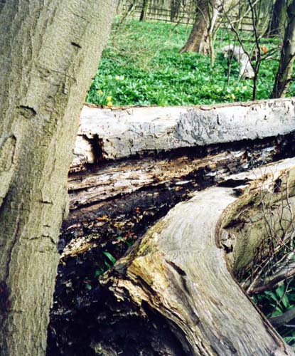 фото "Death of a Tree Finale" метки: пейзаж, природа, 