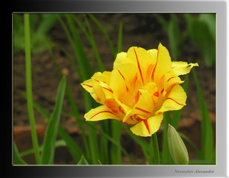 photo "Tulips" tags: nature, flowers