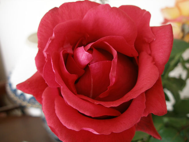 photo "Rose" tags: nature, flowers