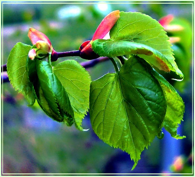 photo "In the spring ..." tags: nature, macro and close-up, flowers