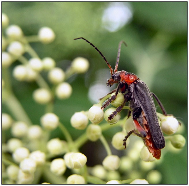 photo "* * *" tags: macro and close-up, nature, insect