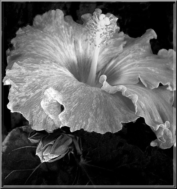 фото "dancer and the bud..." метки: черно-белые, природа, цветы